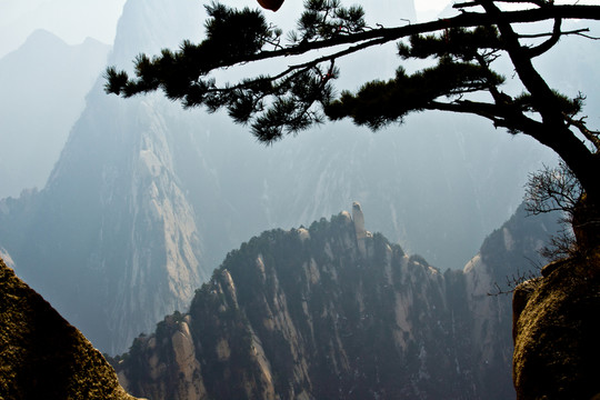 華山松 華山南峰景色