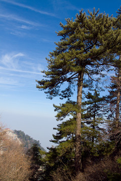 華山松 華山南峰景色