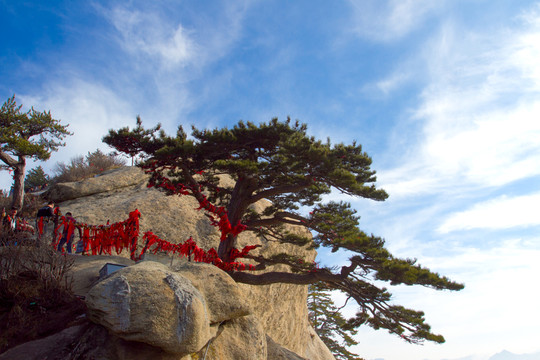 華山松 華山南峰景色