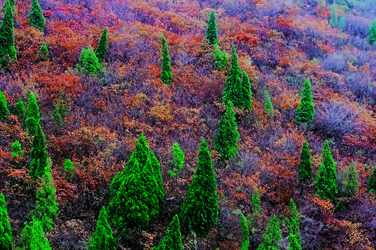 鞏義長壽山紅葉 高清無噪