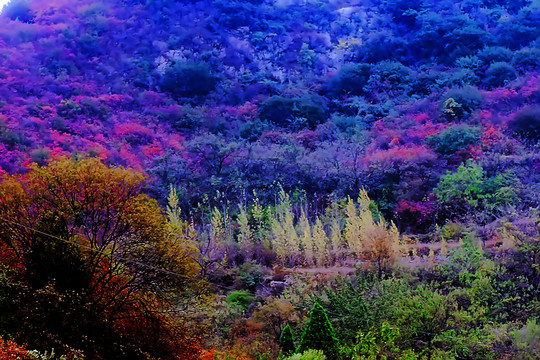 鞏義長壽山紅葉 高清無噪