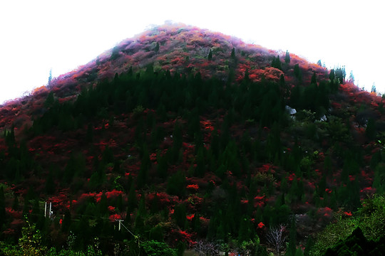 鞏義長壽山紅葉 高清無噪