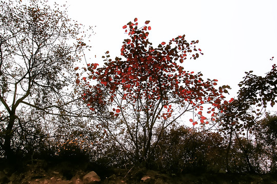 鞏義長壽山 高清無噪