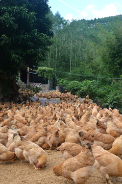 養(yǎng)雞場