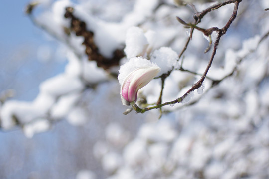 白雪玉蘭
