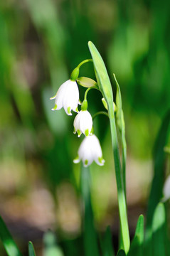 Blooming Lily山谷（特寫）。
