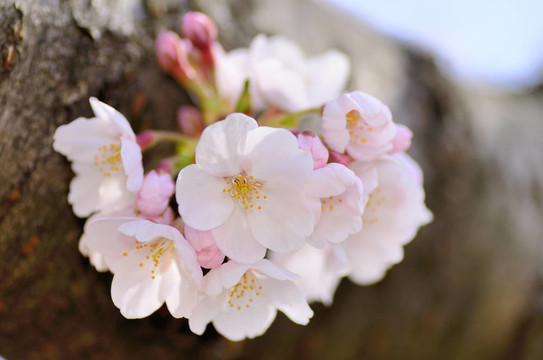 櫻花（特寫）。