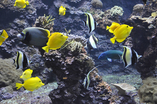 許多黃色熱帶魚