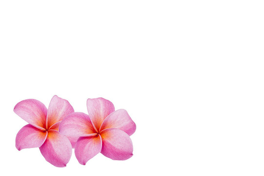 素馨花，白色背景