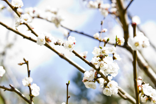 盛開(kāi)的櫻花樹(shù)枝