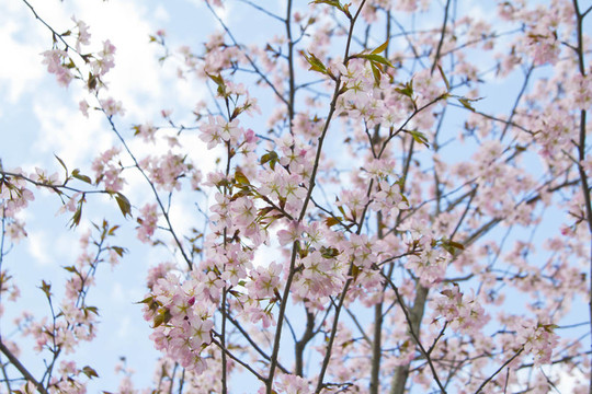 盛開(kāi)的櫻花樹(shù)枝