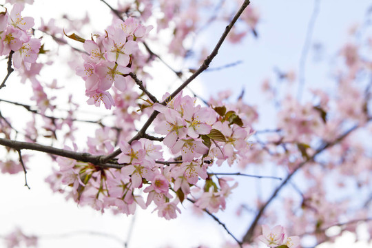 盛開(kāi)的櫻花樹(shù)枝
