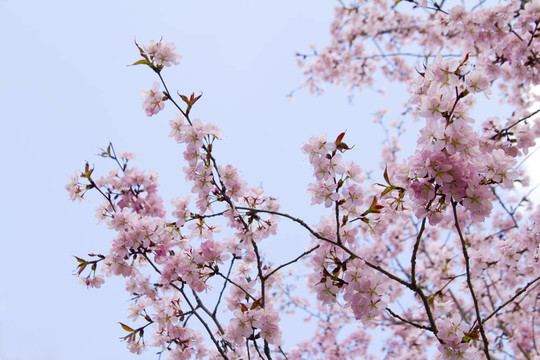 盛開(kāi)的櫻花樹(shù)枝