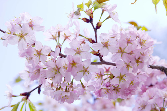 盛開(kāi)的櫻花樹(shù)枝