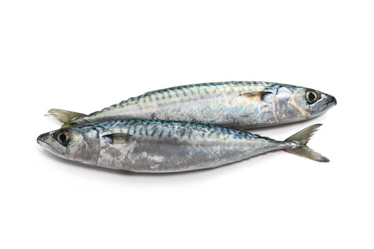 兩鯖魚