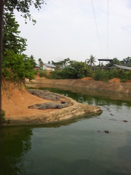 鱷魚灣
