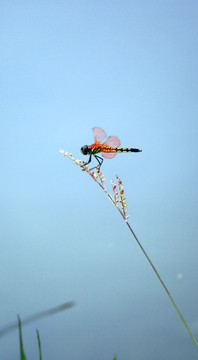 蜻蜓戲水