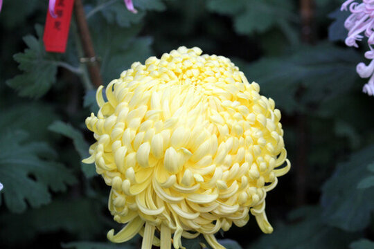 秋菊 菊花 花卉