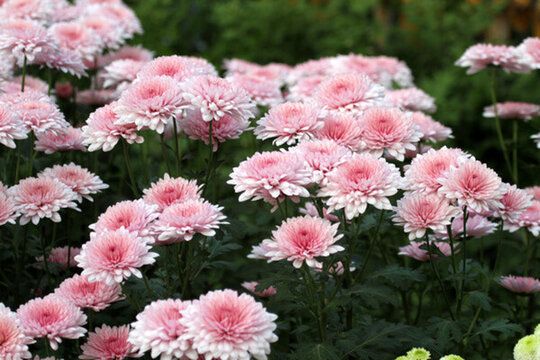 秋菊 菊花 花卉 TIF格式