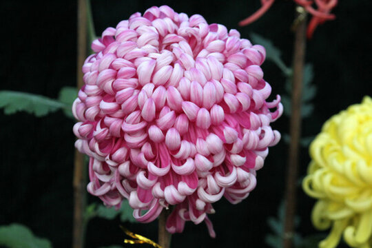 秋菊 菊花