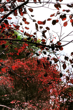 鞏義長(zhǎng)壽山紅葉 高清無噪