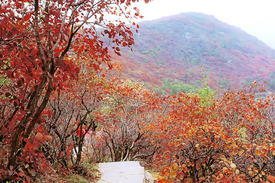 鞏義長壽山紅葉 高清無噪