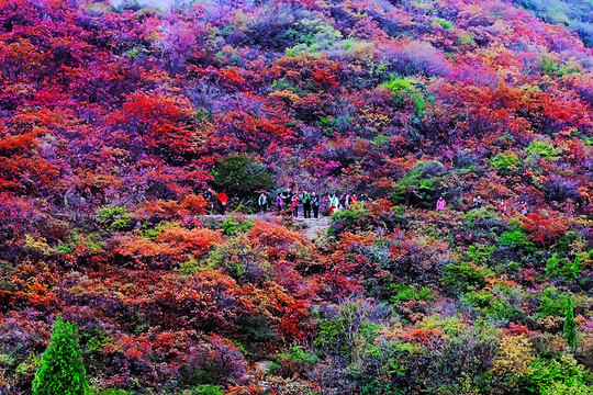 鞏義長壽山紅葉 高清無噪
