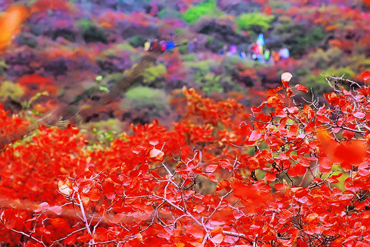 鞏義長(zhǎng)壽山紅葉 高清無噪