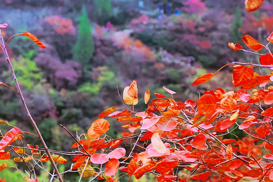 鞏義長壽山紅葉 高清無噪
