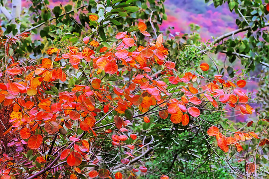 鞏義長(zhǎng)壽山紅葉 高清無噪