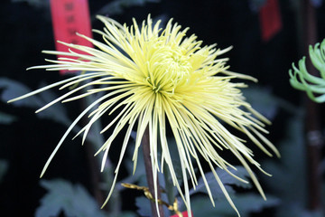 秋菊 菊花
