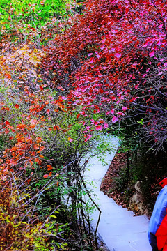 鞏義長(zhǎng)壽山紅葉 高清無噪
