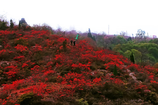 鞏義長(zhǎng)壽山紅葉 高清無(wú)噪