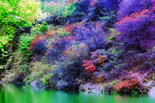 鞏義長(zhǎng)壽山紅葉 高清無(wú)噪