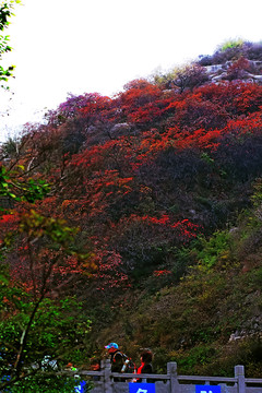 鞏義長壽山紅葉 高清無噪