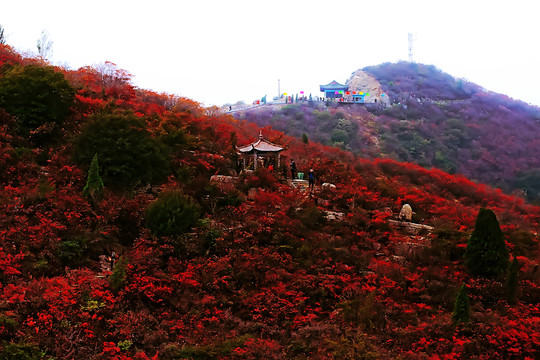 鞏義長壽山紅葉 高清無噪