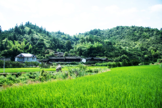 田園人家