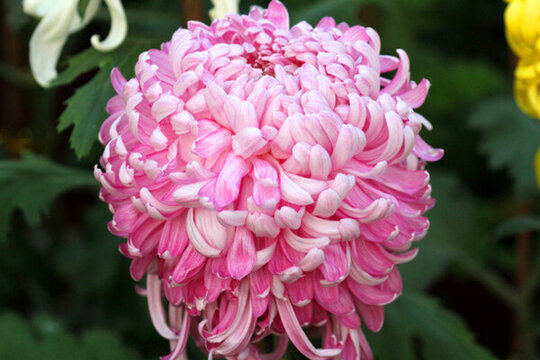 秋菊 菊花 花卉