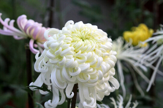 秋菊 菊花