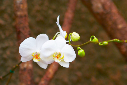 蘭花在綠葉上白嫩