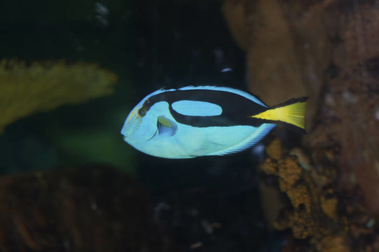 擬刺尾鯛