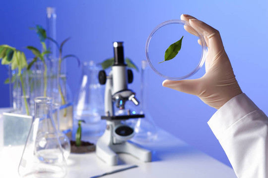 在綠色植物生物學實驗室