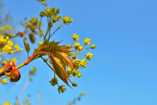楓花