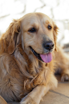 漂亮的金毛獵犬