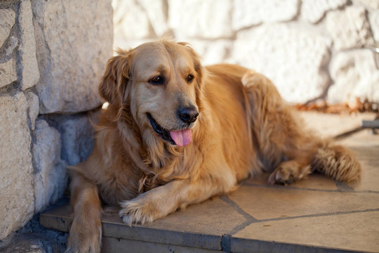 漂亮的金毛獵犬
