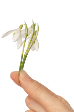 雪花蓮
