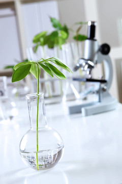 在綠色植物生物學(xué)實(shí)驗(yàn)室