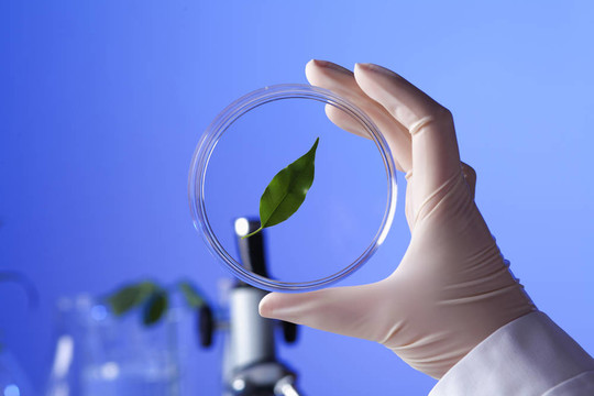 在綠色植物生物學(xué)實驗室