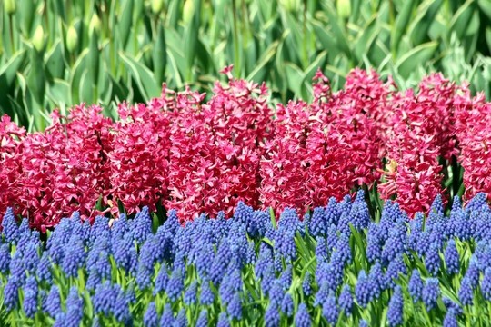 花組合