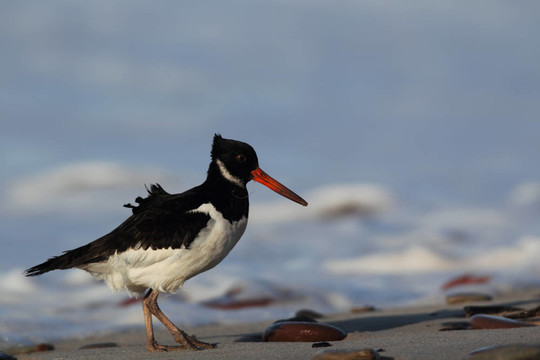 Oystercatcher（Haematopus ostralegus）